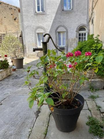 Le Patio Cathare Apartment Carcassonne Ngoại thất bức ảnh